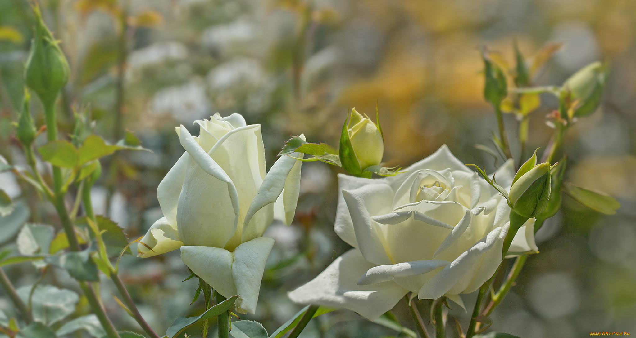 , , petals, , , rose, bud, blossoms, leaves, , , 